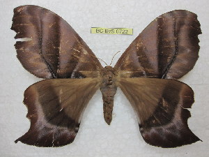  ( - BC-EvS 0722)  @13 [ ] Copyright (2010) Eric Van Schayck Unspecified