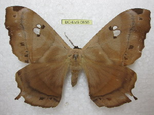  ( - BC-EvS 0856)  @14 [ ] Copyright (2010) Eric Van Schayck Unspecified