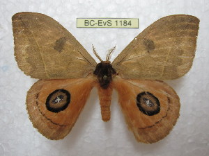  ( - BC-EvS 1184)  @11 [ ] Copyright (2010) Eric Van Schayck Research Collection of Eric Van Schayck