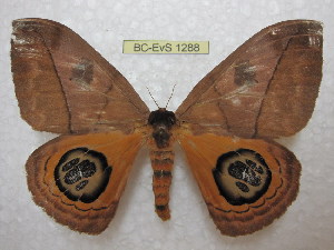  ( - BC-EvS 1288)  @13 [ ] Copyright (2010) Eric Van Schayck Research Collection of Eric Van Schayck