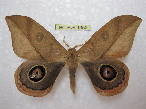  (Leucanella rufoboliviana - BC-EvS 1352)  @14 [ ] Copyright (2010) Eric Van Schayck Research Collection of Eric Van Schayck