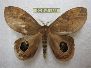  ( - BC-EvS 1388)  @13 [ ] Copyright (2010) Eric Van Schayck Research Collection of Eric Van Schayck