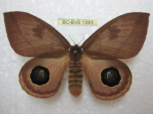  (Pseudautomeris salmcolombiana - BC-EvS 1393)  @14 [ ] Copyright (2010) Eric Van Schayck Research Collection of Eric Van Schayck