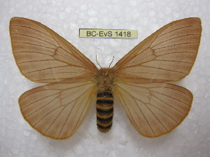  (Lemaireodirphia rosivora - BC-EvS 1418)  @14 [ ] Copyright (2010) Eric Van Schayck Research Collection of Eric Van Schayck