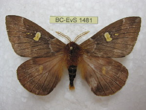  (Dirphiopsis unipascoensis - BC-EvS 1481)  @14 [ ] Copyright (2010) Eric Van Schayck Research Collection of Eric Van Schayck