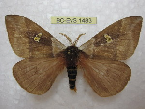  (Dirphiopsis - BC-EvS 1483)  @15 [ ] Copyright (2010) Eric Van Schayck Research Collection of Eric Van Schayck