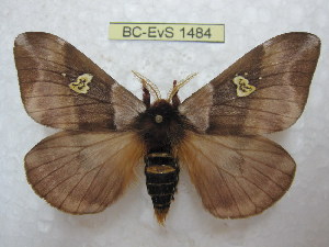  (Dirphiopsis - BC-EvS 1484)  @15 [ ] Copyright (2010) Eric Van Schayck Research Collection of Eric Van Schayck