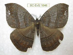  (Janiodes lucida - BC-EvS 1646)  @15 [ ] Copyright (2010) Eric Van Schayck Research Collection of Eric Van Schayck