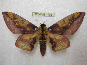  ( - BC-EvS 1703)  @11 [ ] Copyright (2010) Eric Van Schayck Research Collection of Eric Van Schayck