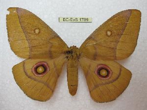 ( - BC-EvS 1789)  @13 [ ] No Rights Reserved (2014) Eric van Schayck Unspecified