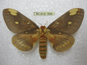  (Citheronia pseudomexicana - BC-EvS 1806)  @14 [ ] Copyright (2010) Eric Van Schayck Research Collection of Eric Van Schayck