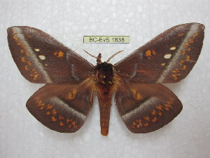  (Procitheronia purpurea - BC-EvS 1838)  @15 [ ] Copyright (2010) Eric Van Schayck Research Collection of Eric Van Schayck