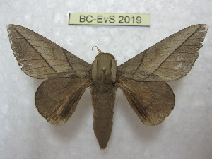  (Citioica guayensis - BC-EvS 2019)  @14 [ ] Copyright (2010) Eric Van Schayck Research Collection of Eric Van Schayck