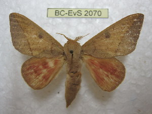  (Adeloneivaia muelleri - BC-EvS 2070)  @14 [ ] Copyright (2010) Eric Van Schayck Research Collection of Eric Van Schayck