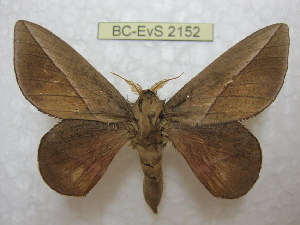  (Oiticella luteciae - BC-EvS 2152)  @15 [ ] Copyright (2010) Eric Van Schayck Research Collection of Eric Van Schayck
