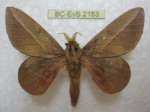  ( - BC-EvS 2153)  @13 [ ] Copyright (2010) Eric Van Schayck Research Collection of Eric Van Schayck