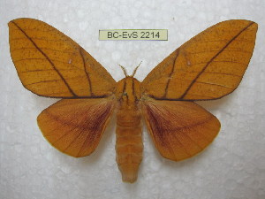  (Adeloneivaia cayennsis - BC-EvS 2214)  @15 [ ] Copyright (2010) Eric Van Schayck Research Collection of Eric Van Schayck