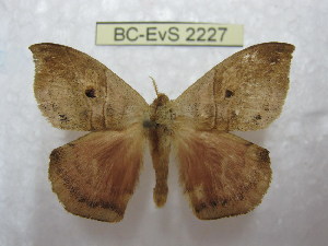  (Prohylesia zikani - BC-EvS 2227)  @14 [ ] Copyright (2010) Eric Van Schayck Research Collection of Eric Van Schayck
