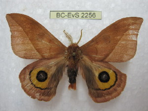  ( - BC-EvS 2256)  @14 [ ] Copyright (2010) Eric Van Schayck Research Collection of Eric Van Schayck