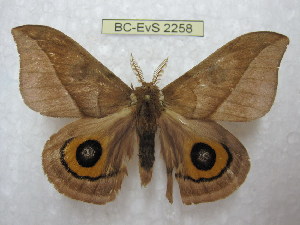  ( - BC-EvS 2258)  @14 [ ] Copyright (2010) Eric Van Schayck Research Collection of Eric Van Schayck