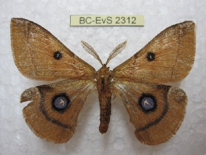  (Aglia japonica - BC-EvS 2312)  @14 [ ] Copyright (2010) Eric Van Schayck Research Collection of Eric Van Schayck