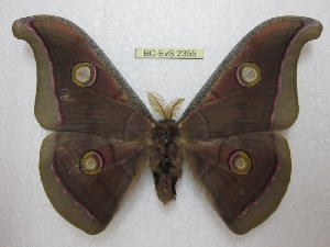  (Antheraea paphia - BC-EvS 2355)  @14 [ ] Copyright (2010) Eric Van Schayck Research Collection of Eric Van Schayck