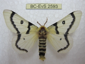  (Hemileuca burnsi - BC-EvS 2593)  @14 [ ] Copyright (2012) Eric van Schayck Research Collection of Eric Van Schayck