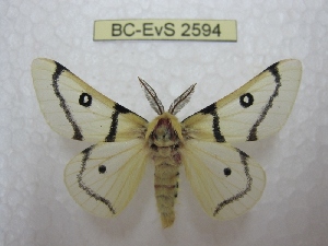  (Hemileuca burnsi - BC-EvS 2594)  @14 [ ] Copyright (2012) Eric van Schayck Research Collection of Eric Van Schayck