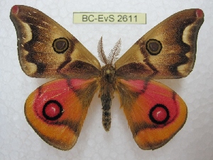  ( - BC-EvS 2611)  @11 [ ] Copyright (2012) Eric van Schayck Research Collection of Eric Van Schayck