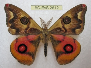 ( - BC-EvS 2612)  @11 [ ] Copyright (2012) Eric van Schayck Research Collection of Eric Van Schayck