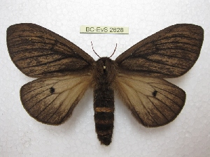  (Eudyaria zeta - BC-EvS 2628)  @14 [ ] Copyright (2012) Eric van Schayck Research Collection of Eric Van Schayck