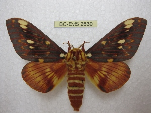  (Citheronia beledonon - BC-EvS 2630)  @15 [ ] Copyright (2012) Eric van Schayck Research Collection of Eric Van Schayck