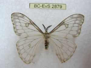  ( - BC-EvS 2879)  @13 [ ] No Rights Reserved (2014) Eric van Schayck Unspecified