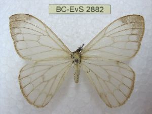  ( - BC-EvS 2882)  @11 [ ] No Rights Reserved (2014) Eric van Schayck Unspecified