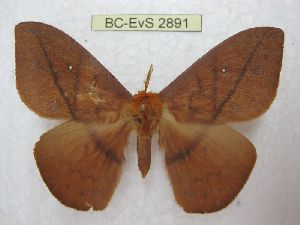  ( - BC-EvS 2891)  @13 [ ] No Rights Reserved (2014) Eric van Schayck Unspecified