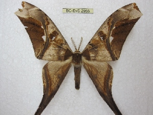  ( - BC-EvS 2965)  @12 [ ] Copyright (2012) Eric van Schayck Research Collection of Eric Van Schayck