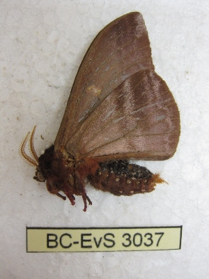  (Dirphiopsis tristigma - BC-EvS 3037)  @12 [ ] Copyright (2012) Eric van Schayck Research Collection of Eric Van Schayck