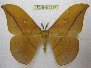  (Copaxa dendoidea - BC-EvS 3257)  @14 [ ] Copyright (2012) Eric van Schayck Research Collection of Eric Van Schayck