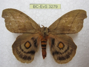  (Hyperchiria guatemalensis - BC-EvS 3279)  @14 [ ] Copyright (2012) Eric van Schayck Research Collection of Eric Van Schayck