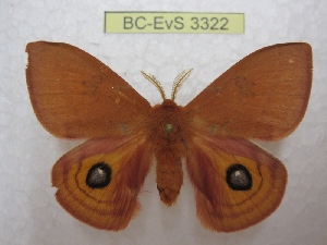 (Automeris patagoniensis - BC-EvS 3322)  @14 [ ] Copyright (2012) Eric van Schayck Research Collection of Eric Van Schayck