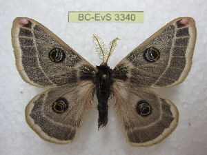  ( - BC-EvS 3340)  @11 [ ] No Rights Reserved (2014) Eric van Schayck Unspecified