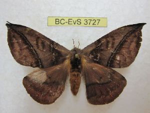  ( - BC-EvS 3727)  @11 [ ] No Rights Reserved (2014) Eric van Schayck Unspecified