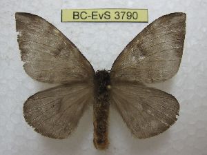  ( - BC-EvS 3790)  @11 [ ] No Rights Reserved (2014) Eric van Schayck Unspecified