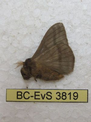  ( - BC-EvS 3819)  @11 [ ] No Rights Reserved (2014) Eric van Schayck Unspecified