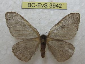  ( - BC-EvS 3942)  @11 [ ] No Rights Reserved (2014) Eric van Schayck Unspecified