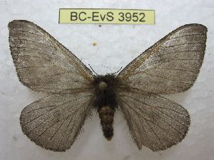  ( - BC-EvS 3952)  @11 [ ] No Rights Reserved (2014) Eric van Schayck Unspecified