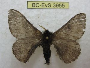  ( - BC-EvS 3955)  @11 [ ] No Rights Reserved (2014) Eric van Schayck Unspecified