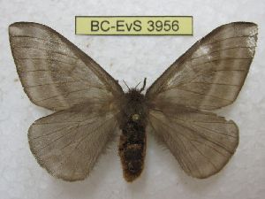  ( - BC-EvS 3956)  @11 [ ] No Rights Reserved (2014) Eric van Schayck Unspecified