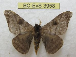  ( - BC-EvS 3958)  @11 [ ] No Rights Reserved (2014) Eric van Schayck Unspecified