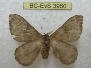  ( - BC-EvS 3960)  @11 [ ] No Rights Reserved (2014) Eric van Schayck Unspecified